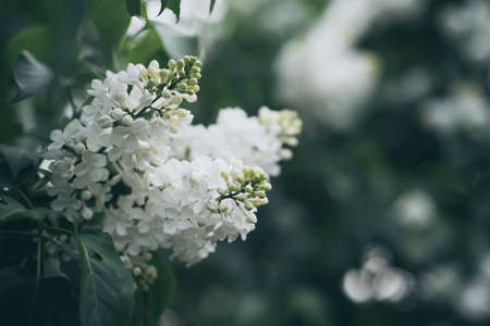 Spring lilac white flowersの写真素材