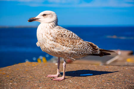 Sea gull at pierの写真素材