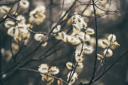 Blooming willow branchの写真素材