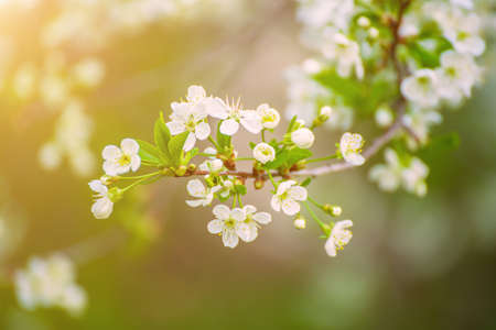Cherry flowers frame