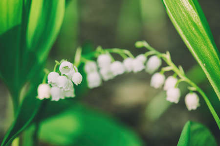 Lily of the valleyの写真素材