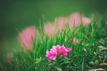 Rhododendron flowers in nature
