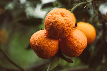 Tangerine garden with fruitsの写真素材