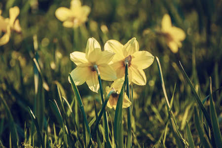 Beautiful yellow daffodils