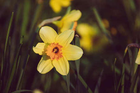 Beautiful yellow daffodilsの写真素材