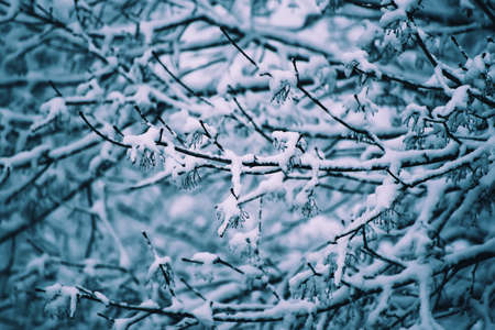 Under the snow