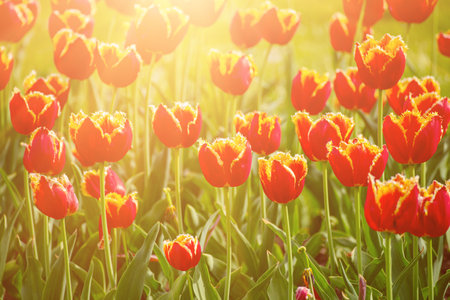 Orange tulip flowersの写真素材