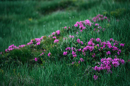 Rhododendron flowers in natureの写真素材