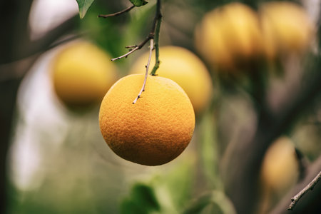 Orange garden with fruitsの写真素材