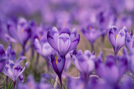 Spring crocus flowersの写真素材