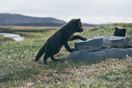 Arctic fox cub