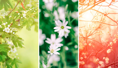 Set of spring wallpapersの写真素材