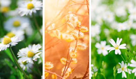 Set of spring wallpapers