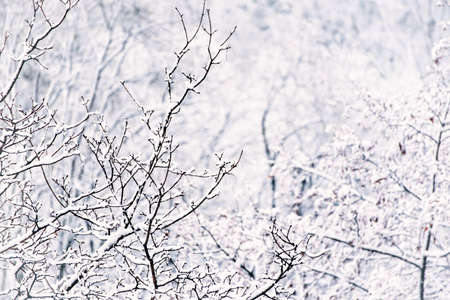 Under the snowの写真素材