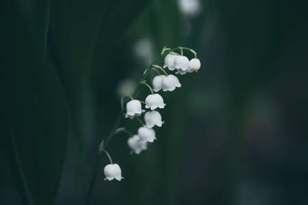 Lily of the valleyの写真素材