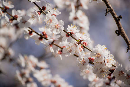 Apricot tree blossomsの写真素材