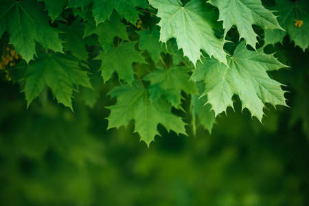 Maple leaves background