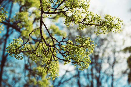 Blooming of maple treeの写真素材