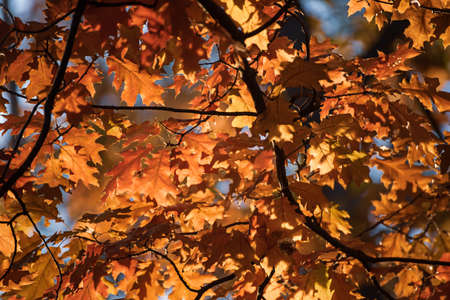Autumn oak background