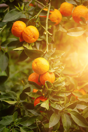 Tangerine garden with fruitsの写真素材