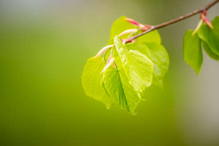 Sunny green leavesの写真素材