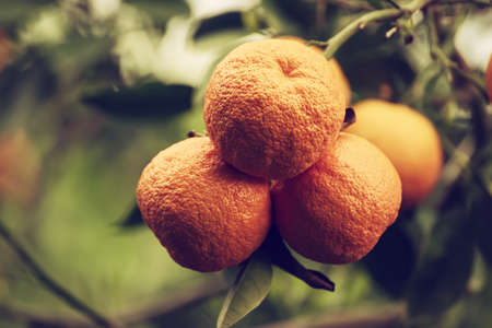 Tangerine garden with fruitsの写真素材
