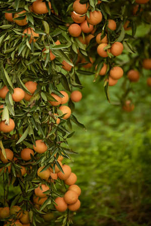 Tangerine green gardenの写真素材