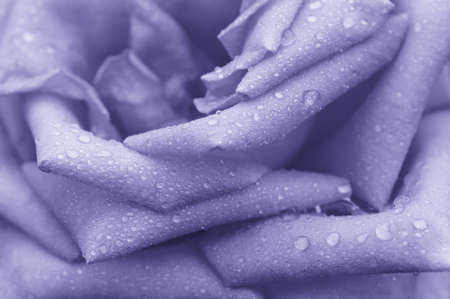 Violet rose macroの写真素材