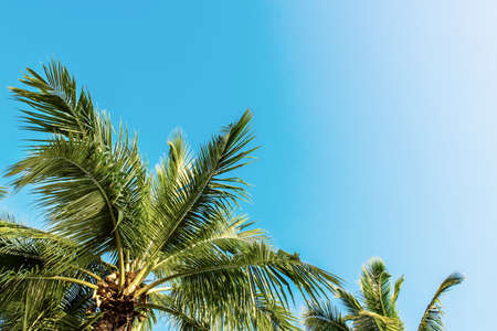 Tropical Background with palm