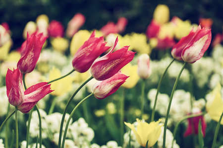 Red and white tulip flowersの写真素材