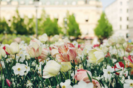 Red and white tulip flowersの写真素材