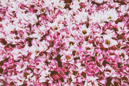 Pink tulip flowersの写真素材