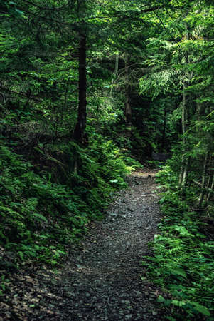 Dark moody forestの写真素材