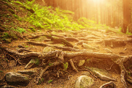 Summer green forestの写真素材