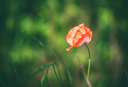Red spring poppyの写真素材