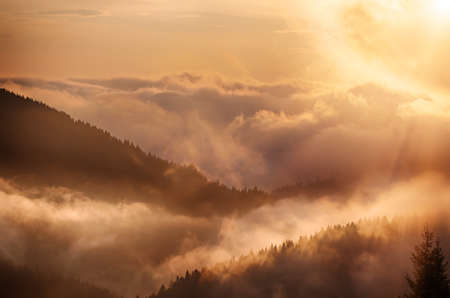 Foggy morning landscape