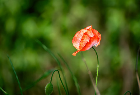 Red spring poppyの写真素材