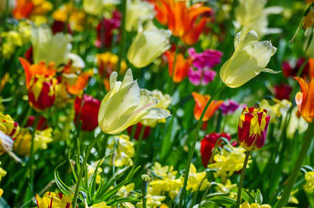 Yellow and white tulip flowers