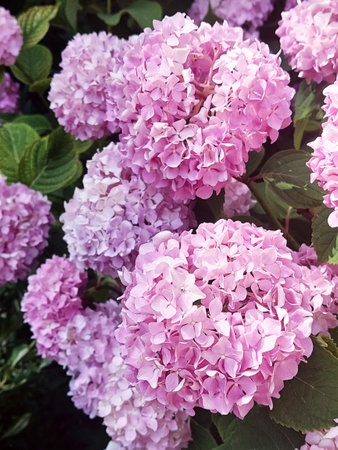 Hydrangea pink flowers