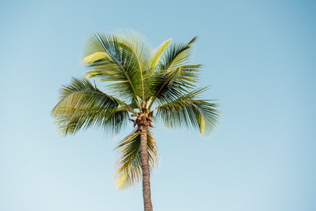 Palm tree and skyの写真素材