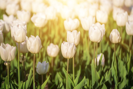 White tulip flowersの写真素材