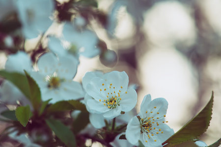 Cherry flowers blossomsの写真素材