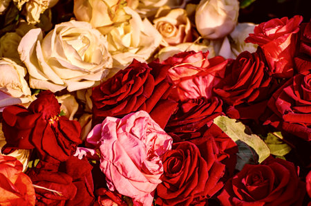 Red roses gardenの写真素材