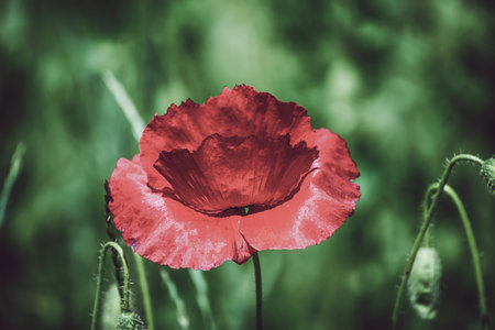 Red spring poppyの写真素材