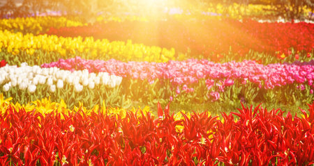 Emirgan Park, Istanbulの写真素材