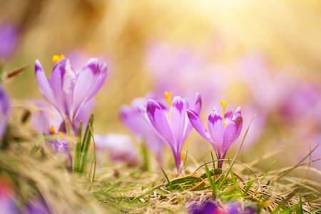 Spring crocus flowers, Easter backgroundの写真素材