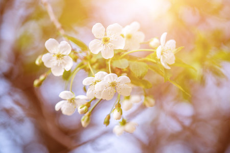 Cherry flowers frameの写真素材
