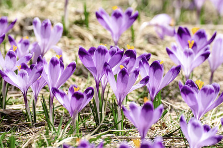 Spring crocus flowers in the grass, Easter seasonal background