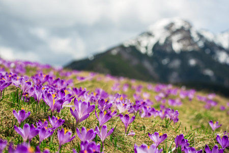Dolina Chocholowska with blossoming purple crocuses or saffron flowers,Tatra mountains, Poland.