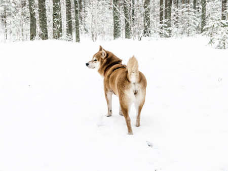 Funny friendly brown Shiba Inu dog in the winter forestの写真素材